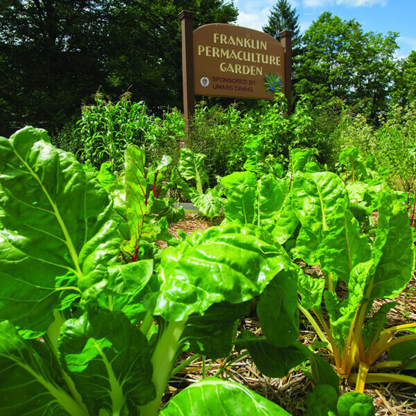 UMass Permaculture Garden