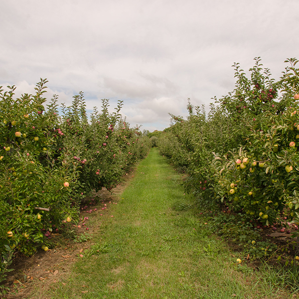 Cold Spring Orchard