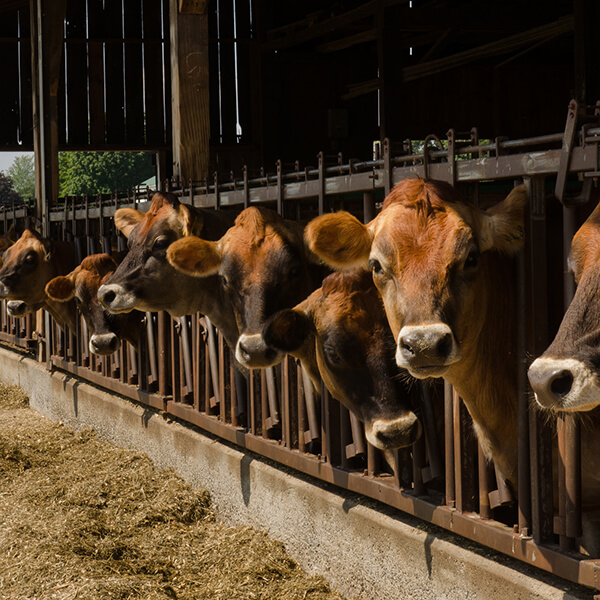 Mapleline Farm