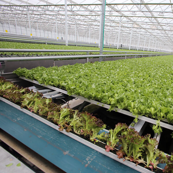 https://umassfresh.com/wp-content/uploads/Little-Leaf-1.jpg